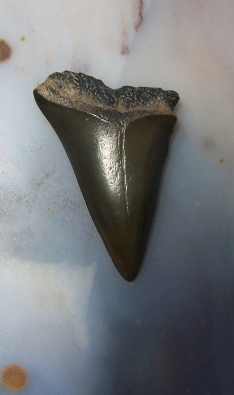 Shark Tooth Prehistoric Fossil Carcharadon Megalodon