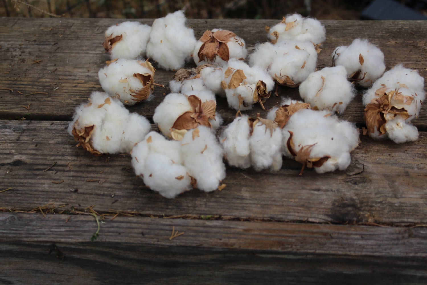 Cotton BollsRaw Cotton15 Bolls per bag Natural