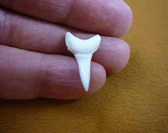 Lemon shark tooth | Etsy