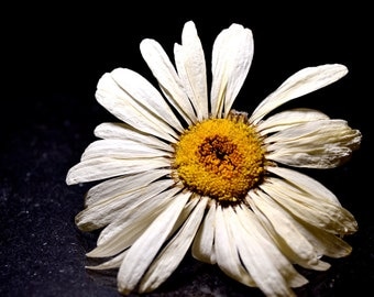 Dried Flower - Shasta Daisy - White Flower - Yellow Center - White Daisy