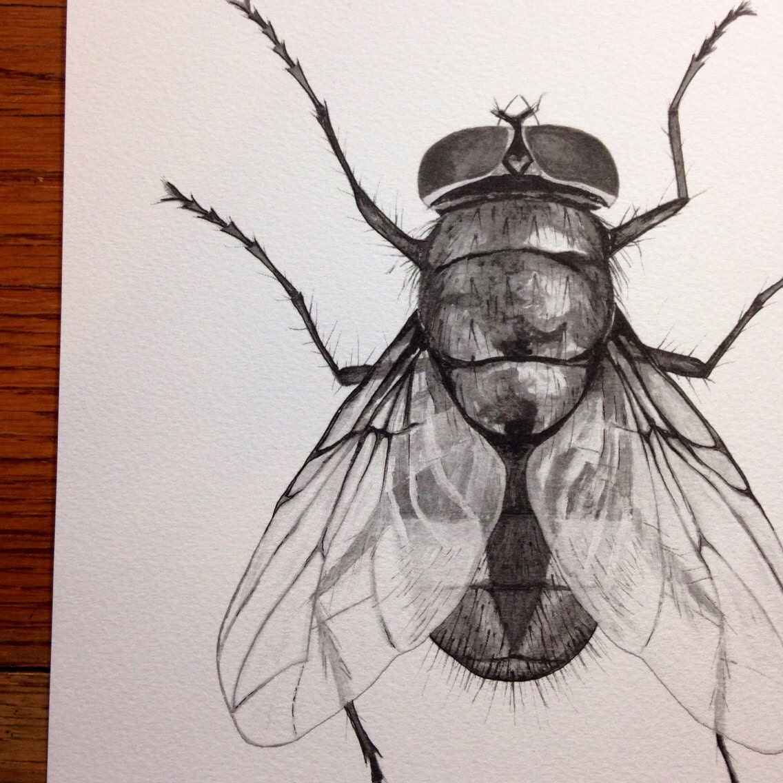 8 X 10 Black And White Housefly Print By Storytreecreations