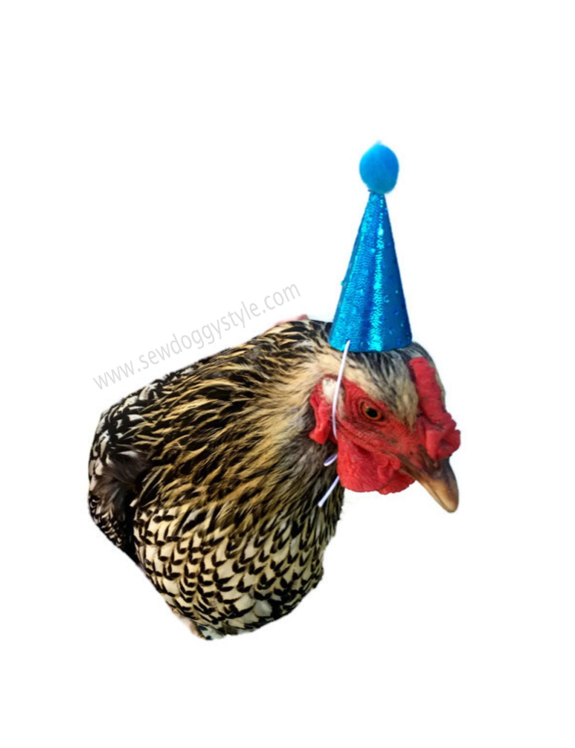 Birthday Hat for Chickens Iguana Birthday Hat Small Pet