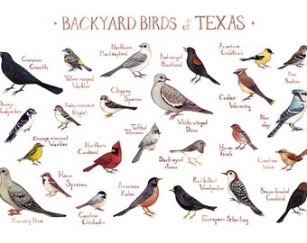 Texas Backyard Birds Field Guide Art Print / Watercolor Painting / Wall Art / Nature Print / Bird Poster