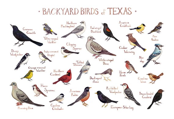 free-pictures-of-texas-birds-porn-website-name