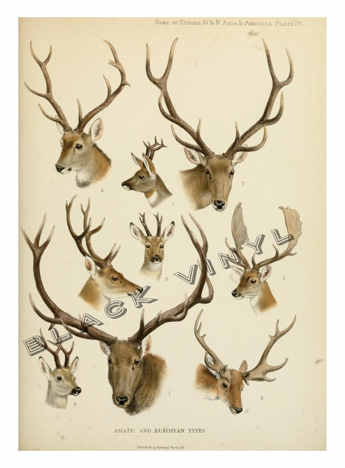 Antique Deer Elk Antlers Scientific Chart Poster Print Deer