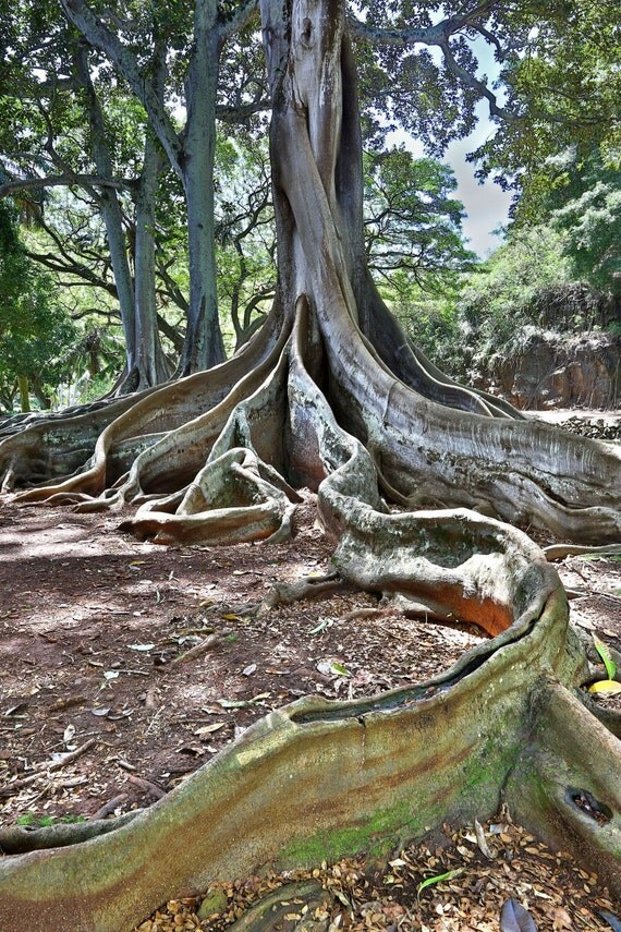 Hawaii Kauai Zen Garden Jurassic Park tree tranquil