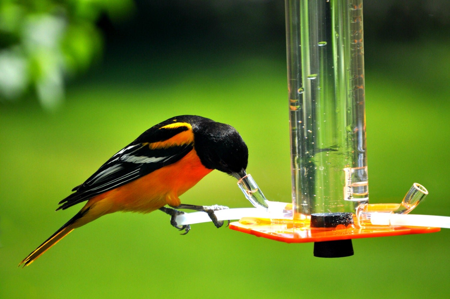 oriole feeder or 1 by peter s feeders this oriole feeder oriole feeder or 1 by peter s feeders this oriole feeder