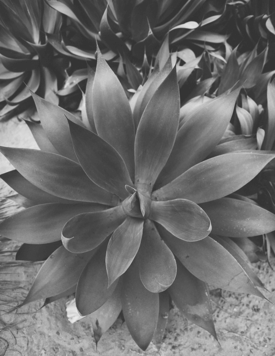 Succulent Photography Black and White by SaltwaterandVanilla