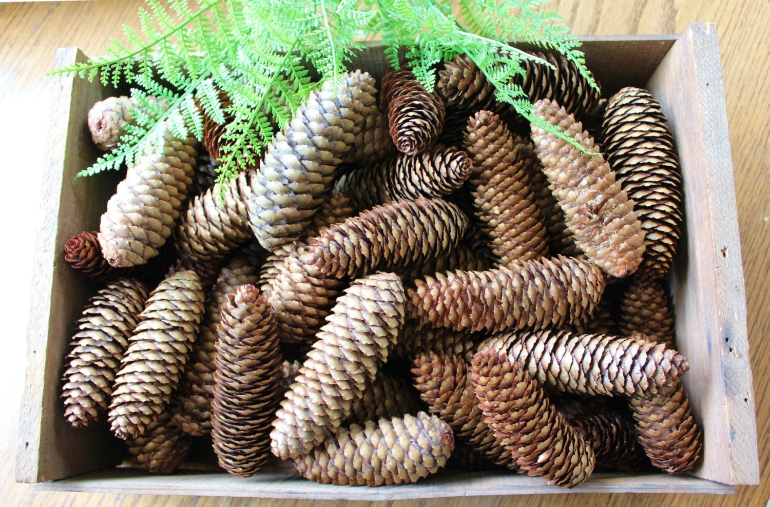 30 Norway Spruce Pine Cones  Medium Pine Cones  Natural Pine