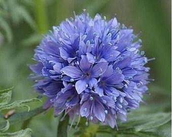 Globe Gilia- 100 Seeds
