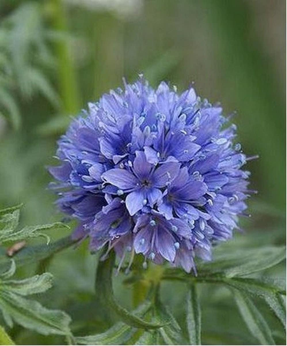 Globe Gilia 100 Seeds