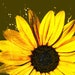 rustysun