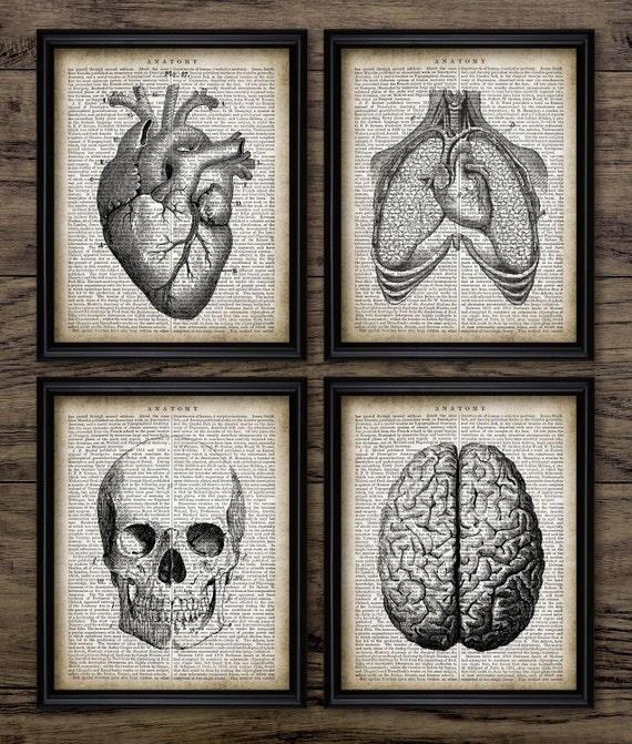 Human Anatomy Print Set Of 4 On Anatomy Dictionary Page