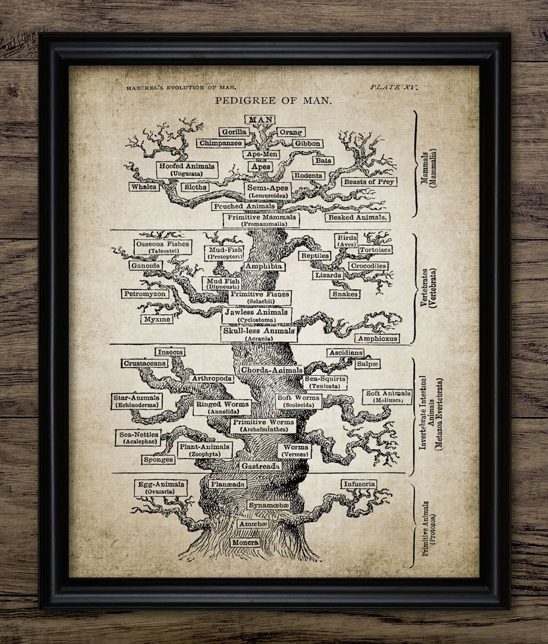 Haeckel Evolution Print Vertebrate Tree Of Life Evolution