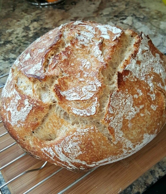 Wild Sourdough Wheat Bread Starter Probiotic by AnythingHealthy