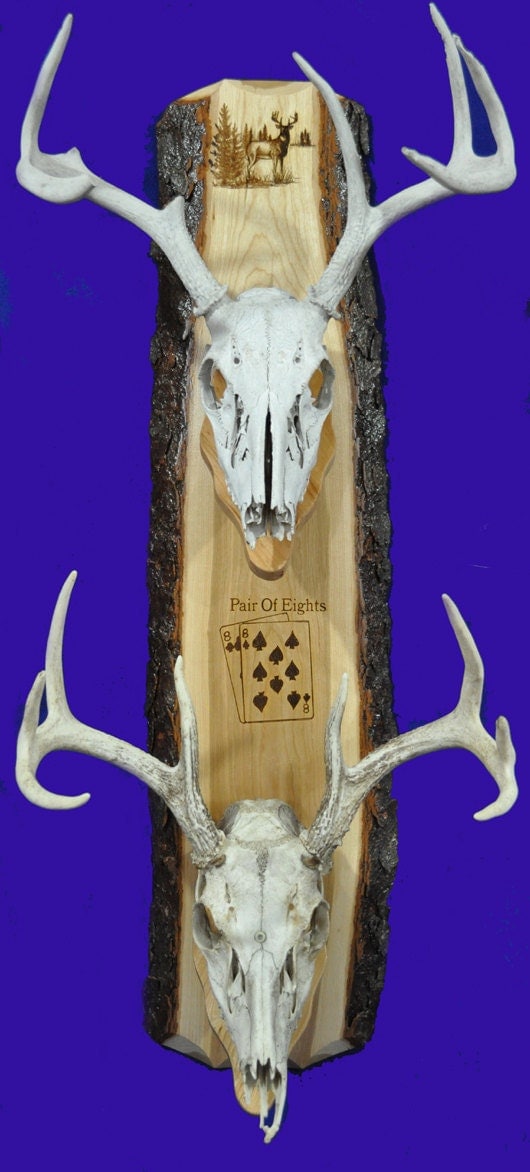 Deer Hunting European Mount Plaque Deer Skull Mount Gift