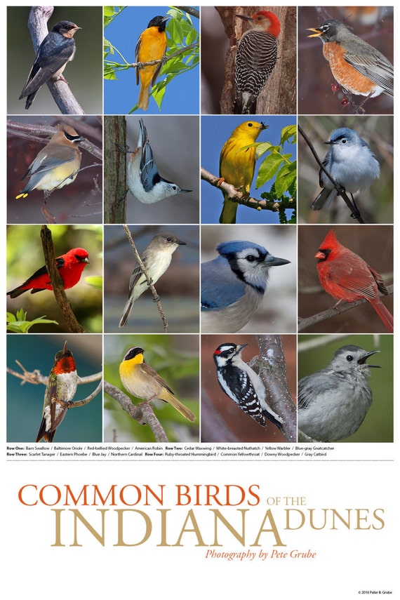 Items similar to Common Birds of the Indiana Dunes Poster on Etsy