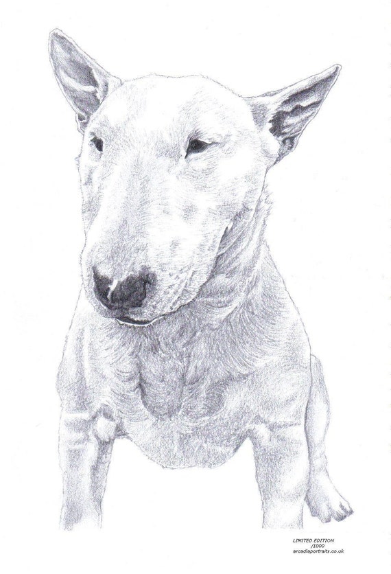 BULL TERRIER 1 dog Limited Edition art drawing print signed