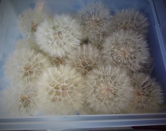 Salsify Seeds With Wisps Attached - Jewelry Making Supply - Huge Dandelion Like Seeds With Wisps