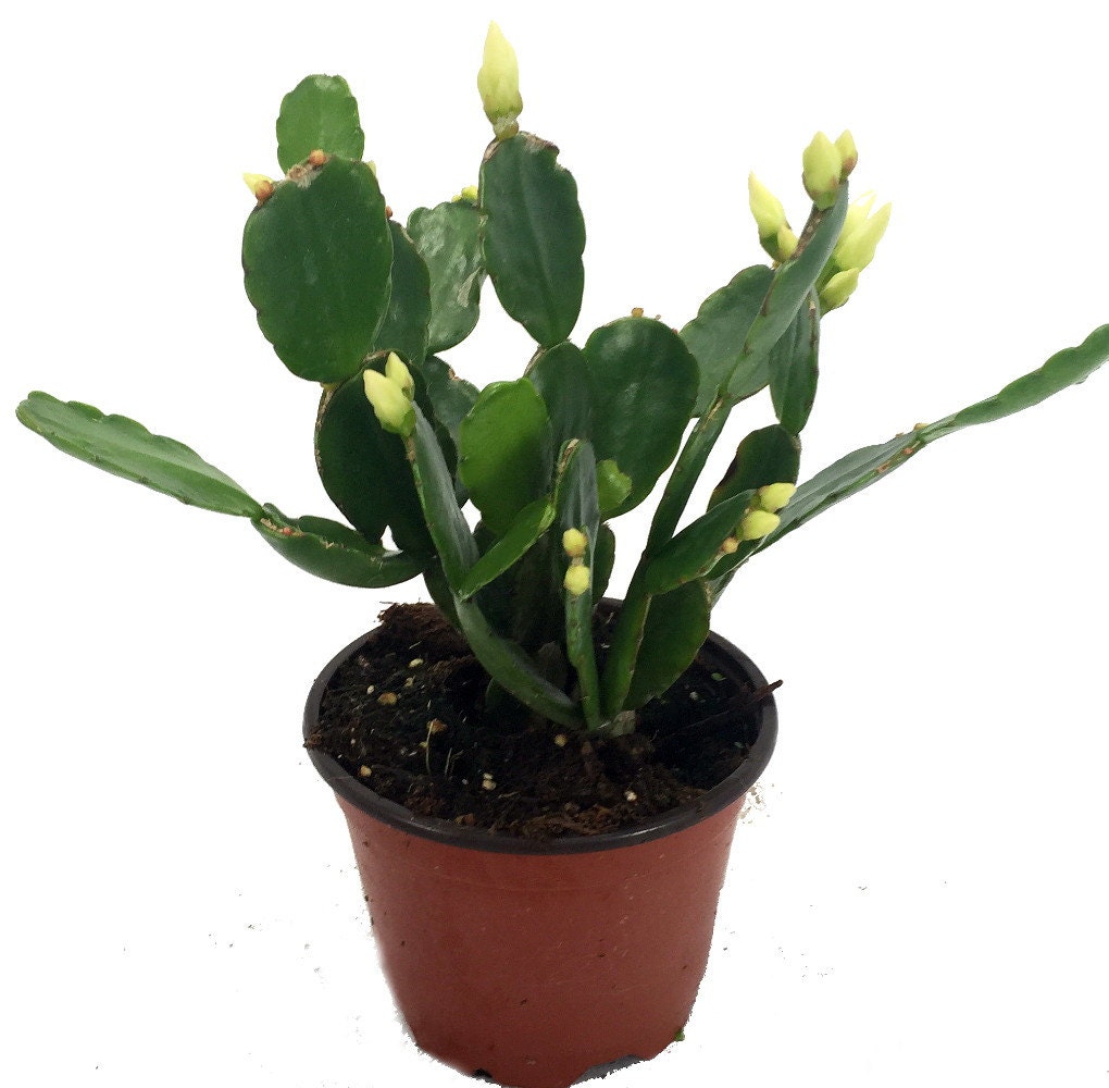 White Easter Cactus Rhipsalidopsis 4 Pot Rare by HirtsGardens
