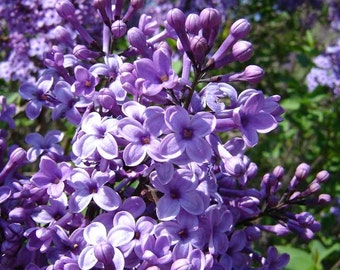 Syringa Vulgaris - 50 seeds - Common Lilac
