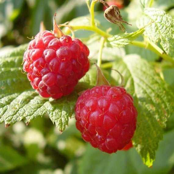 1 Red Latham Raspberry Plant September Shipping / Fall