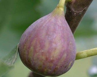 Celeste Fig Tree, 2-3 Year Old (2-3 Ft), Potted, 3 Year Warranty