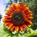 RustySunflower