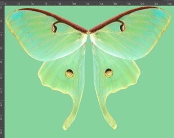 Small Size Green Luna Moth Wings Fabric, Halloween Costume Wings for Girls, Children's Fairy Wings