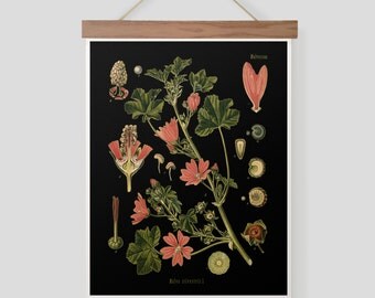 Vintage German Botanical Illustration Pull Down Chart Malva Silvestris