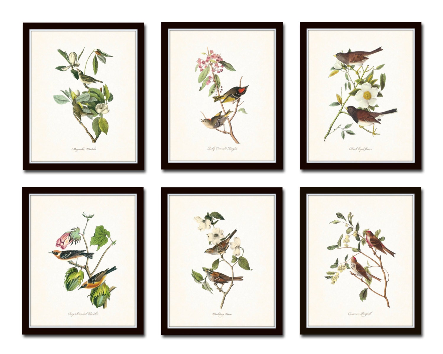 Audubon Bird Prints Set No 1 Vintage Bird Prints Giclee