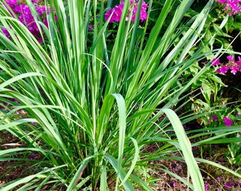Lemongrass Plant, Cymbopogon, Lemongrass Herb Plant, Mosquito Plant, Fresh Lemon Fragrance Great Mosquito Repellent