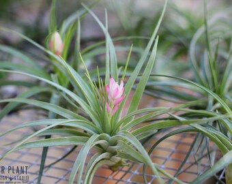 Stricta Air Plants - 3 Pack - FREE SHIPPING!