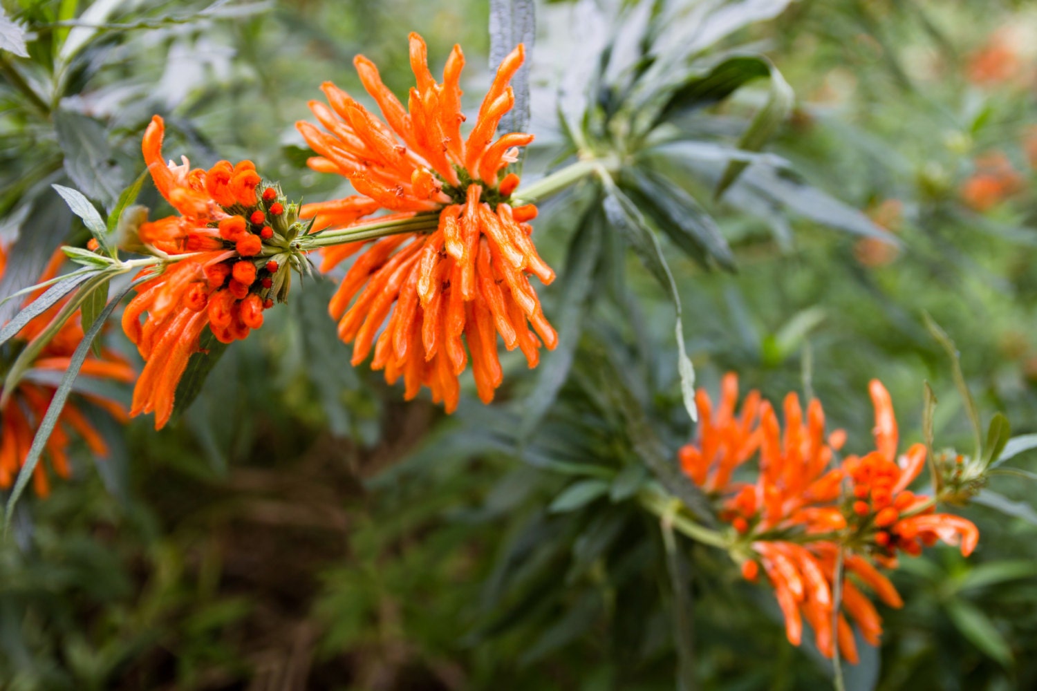 Wild Klip Dagga Leonotis nepetifolia Gorgeous LIVE