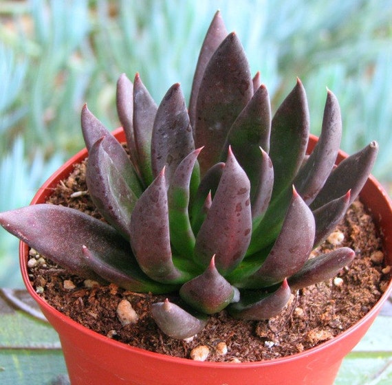 Echeveria Black Prince Succulent Plant