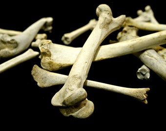 Real Goat Vertebrae Animal Bone Sacrum Set of 3 by Mediterraneon