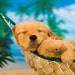 warmpuppy