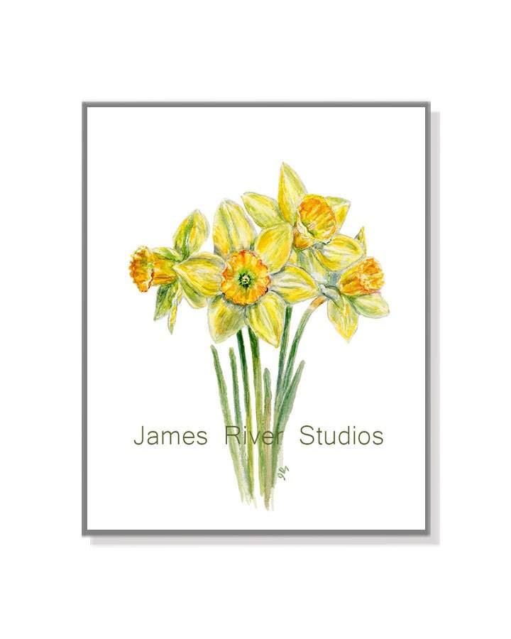 Daffodil Watercolor Painting Daffodil Art Print. Daffodil
