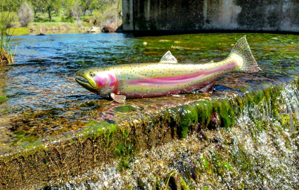 24 Metal Trout Sculpture. Rainbow Steelhead