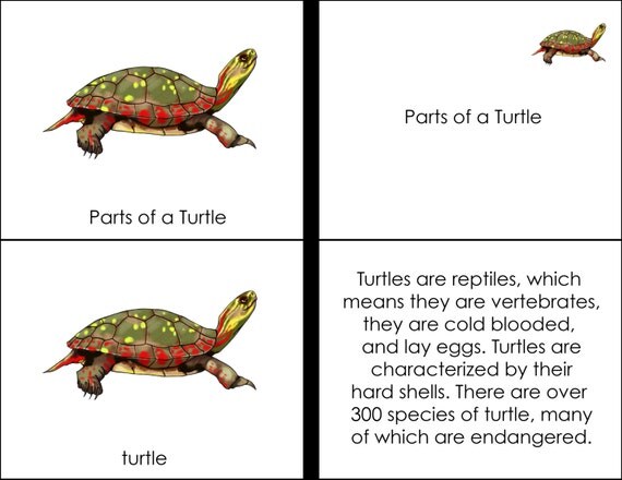 Parts of a Turtle Montessori Booklet PDF by DiamondMontessori