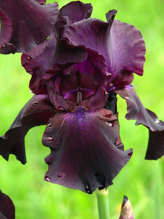 Superstition Iris - Iris Germanica in separate 3 inch plug containers