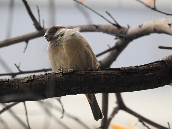 items similar to common bird brown bird nyc birds gloss items similar to common bird brown bird nyc birds gloss
