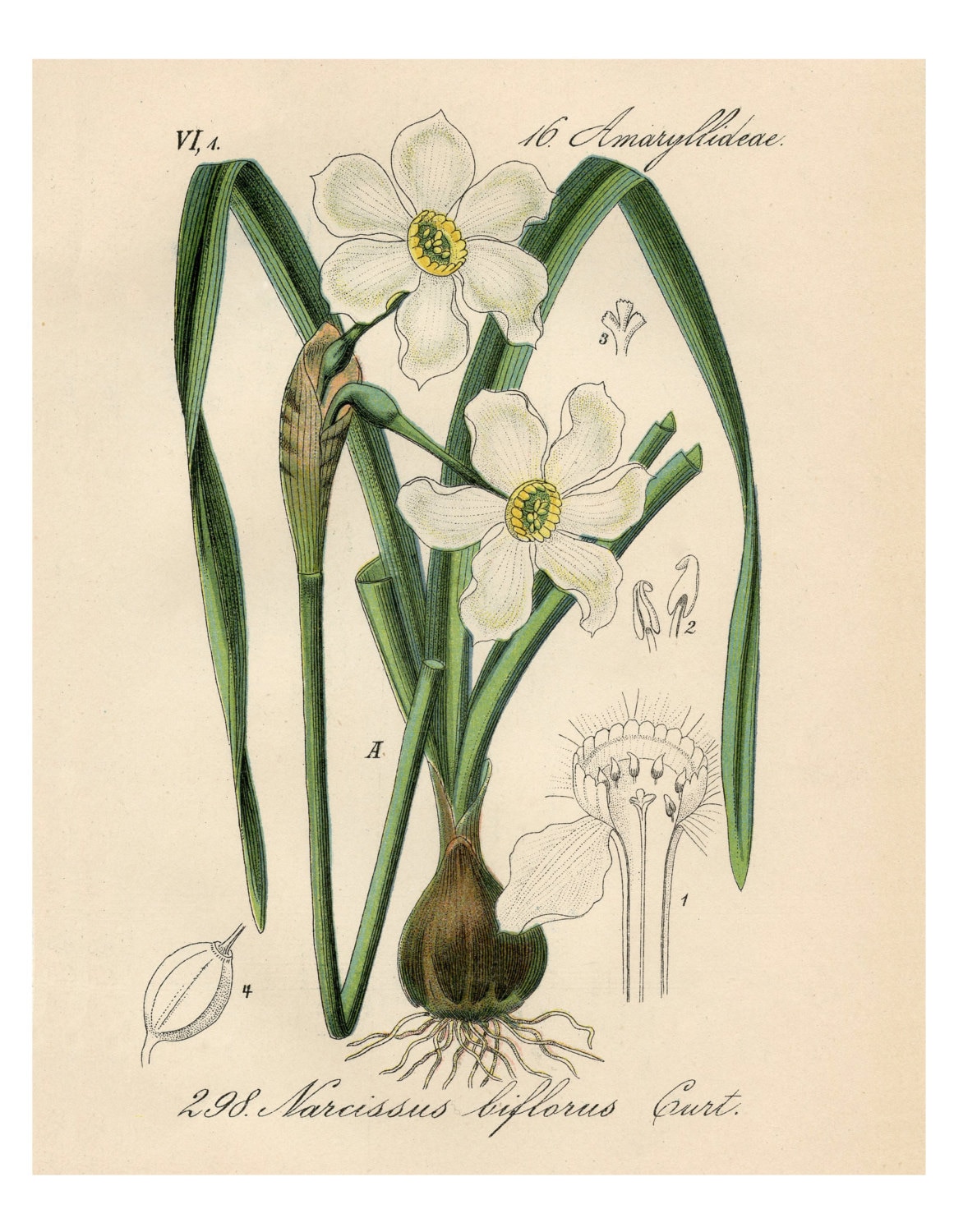 White Narcissus Narcissus Drawing Narcissus White Botanical