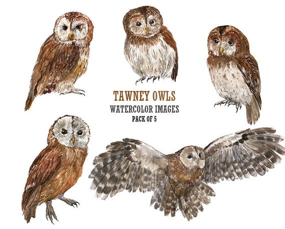 Download Tawney owl clip art Watercolor clip art Owl digital image