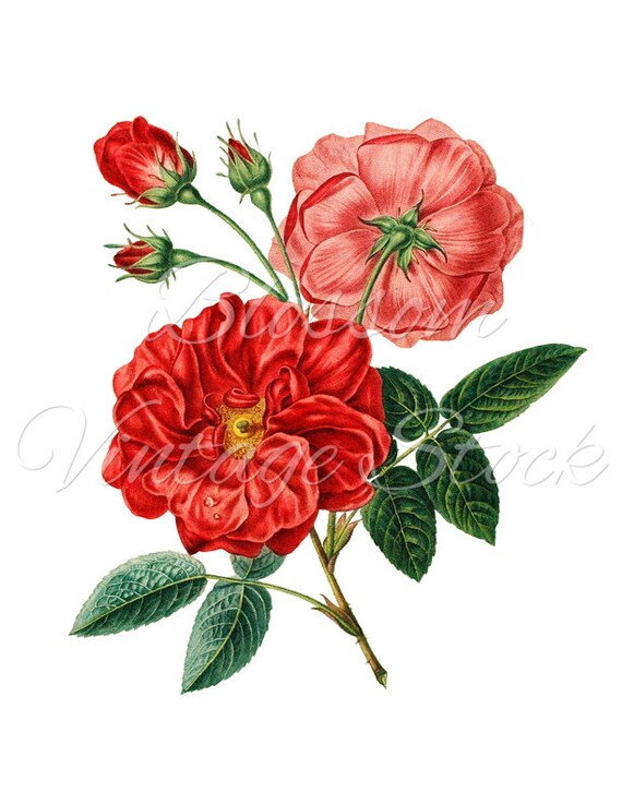 Rose PNG Red Roses Clipart Rose Digital Image Vintage