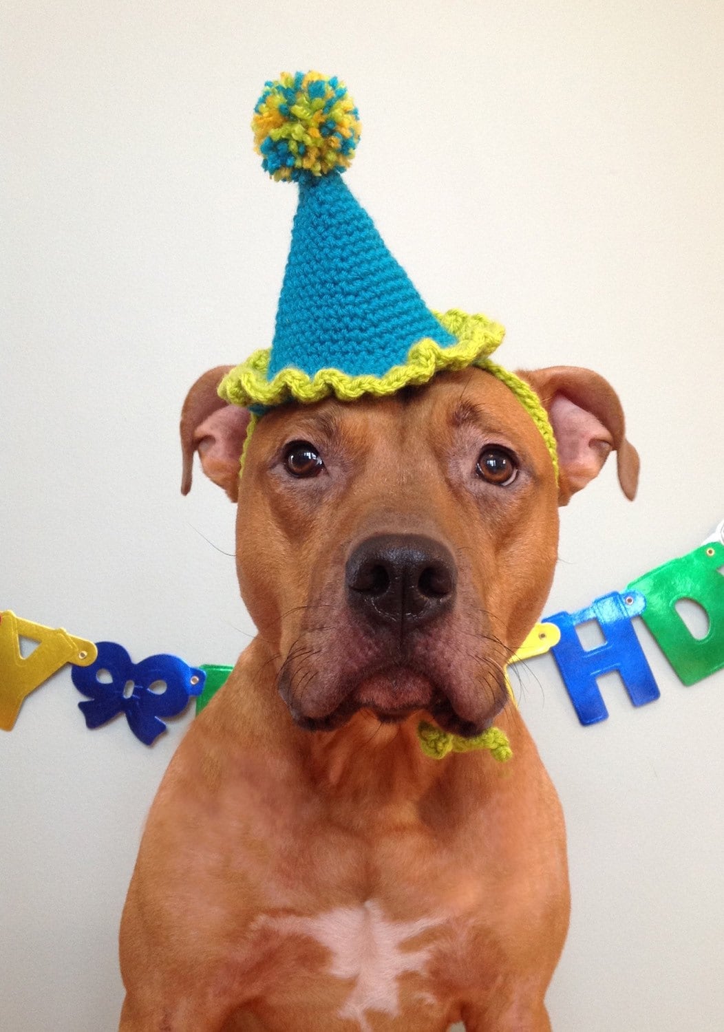 dog-birthday-hat-party-hat-for-dogs-gotcha-day-hat