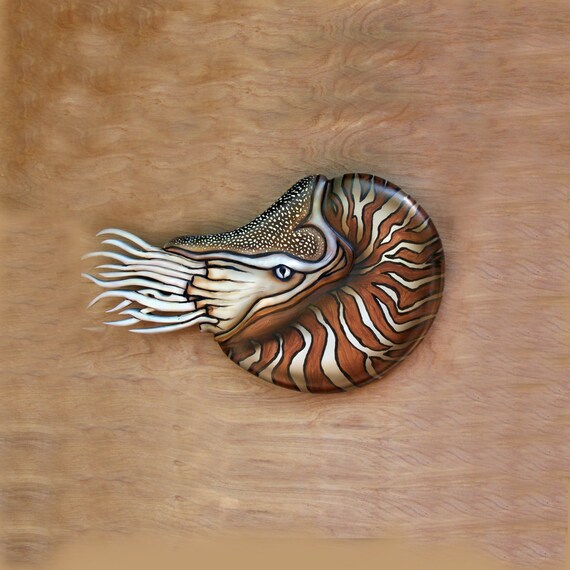 Nautical art sculpture 19x11'' Nautilus wood carving