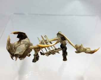 Real Animal Bone Sculpture Baby Dragon Skeleton by UniquelyMorbid