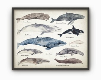 Whales Watercolor Wall Art Poster - Educational Whale Species Size Comparison Chart - Watercolor Whales - Marine Biology Art Print - AB131