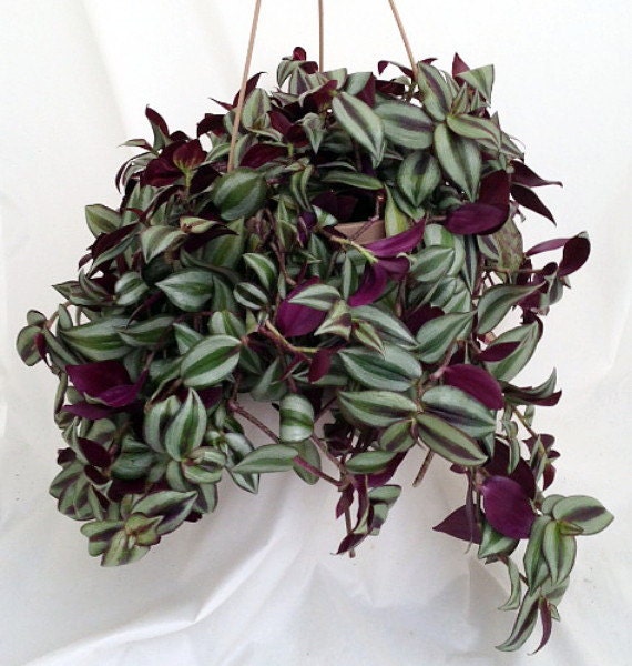 Hanging House Plants Purple Leaves